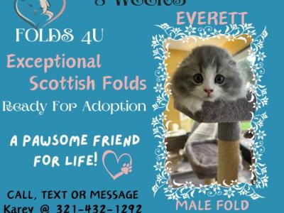 Everette - Scottish Fold - Gallery Photo #1