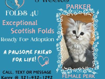Parker - Scottish Fold - Gallery Photo #1