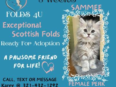 Sammee - Scottish Fold - Gallery Photo #1