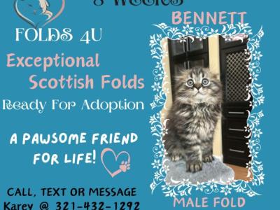 Bennett - Scottish Fold - Gallery Photo #1