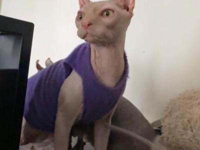 Sphynx Elf Male - Sphynx - Gallery Photo #1