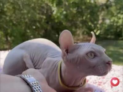 Sphynx Elf Male - Sphynx - Gallery Photo #1
