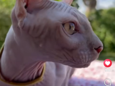 Sphynx Elf Male - Sphynx - Gallery Photo #1