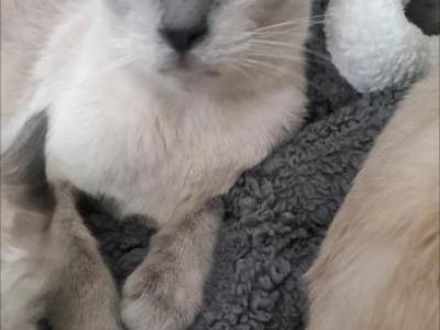 Ellie Seal Point Siamese Kittens - Siamese - Gallery Photo #1
