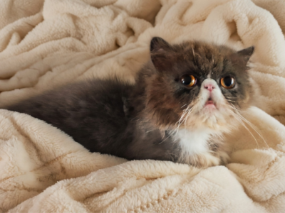 Cfa Blue Bicolor Female Persian - Persian - Gallery Photo #1