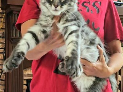 Litter S - Maine Coon - Gallery Photo #1