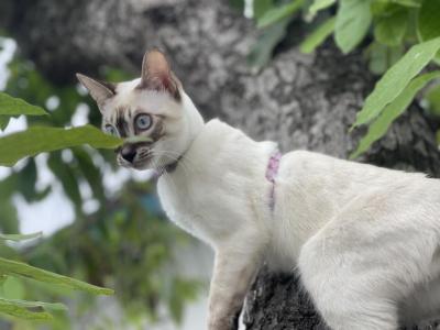 Whiskey Charcoal Point Snow Lynx - Bengal - Gallery Photo #1