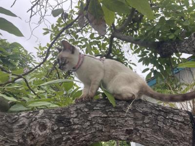 Tequila Charcoal Point Snow Lynx - Bengal - Gallery Photo #1