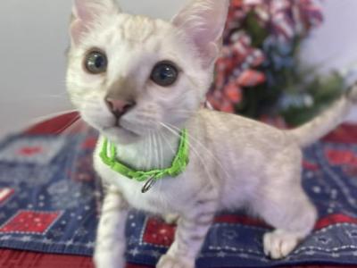 Silver Snow Mink Boy - Bengal - Gallery Photo #1
