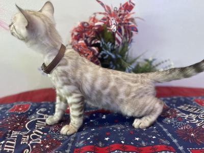 Brown Collar Snow Mink Boy - Bengal - Gallery Photo #1