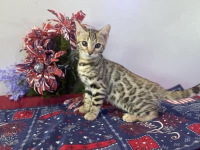 Brown Girl - Bengal - Gallery Photo #1