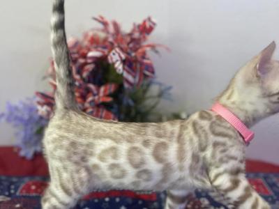 Pink Collar Snow Mink Girl - Bengal - Gallery Photo #1