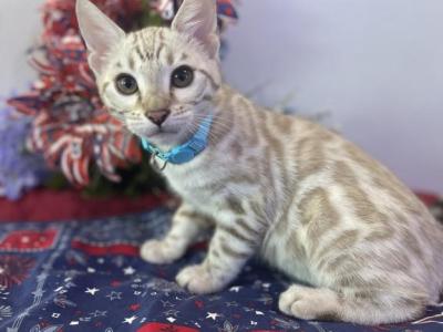 Blue Collar Silver Snow Mink - Bengal - Gallery Photo #1
