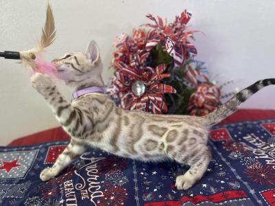 Purple Collar Snow Mink - Bengal - Gallery Photo #1