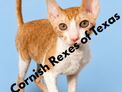 Austin TX Cornish Rex Kittens - Cornish Rex - Gallery Photo #1