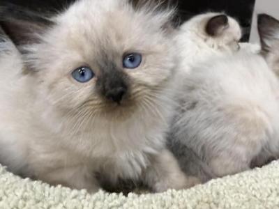 Ragdoll Kittens - Ragdoll - Gallery Photo #1