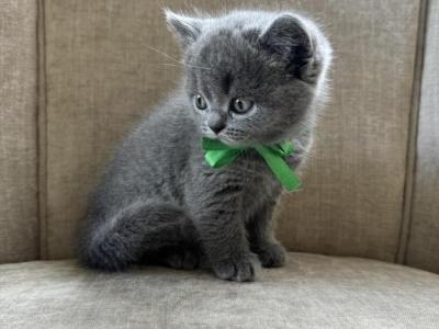 Drogon - British Shorthair - Gallery Photo #1