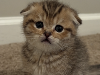 Golden Honey - Scottish Fold - Gallery Photo #1