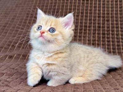 Marley Tiny Munchkin Blue Golden Short Legs - Munchkin - Gallery Photo #1