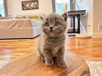 Syrax - British Shorthair - Gallery Photo #1