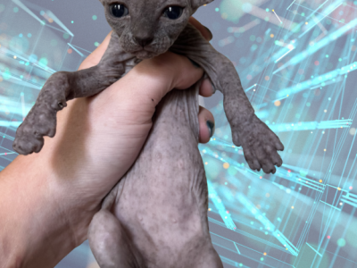 Pretzel The Sphynx Kitten - Sphynx - Gallery Photo #1