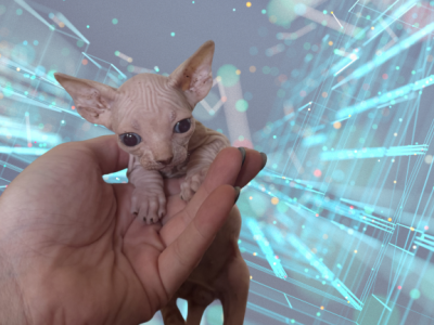Halftime The Sphynx Kitten - Sphynx - Gallery Photo #1