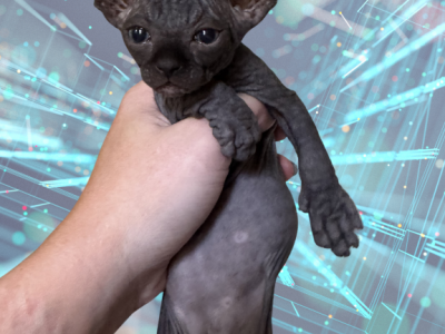 Cheeseburger The Sphynx Kitten - Sphynx - Gallery Photo #1