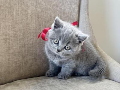 Meleys - British Shorthair - Gallery Photo #1