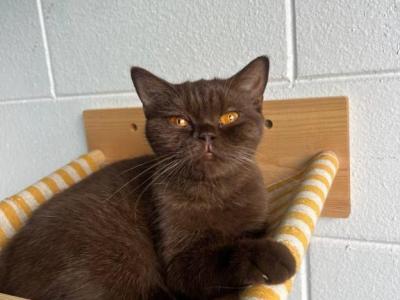 Choco - British Shorthair - Gallery Photo #1
