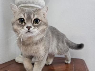 Stormy - British Shorthair - Gallery Photo #1