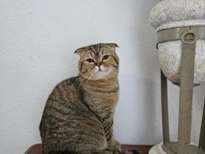 Cookie - Scottish Fold - Gallery Photo #1