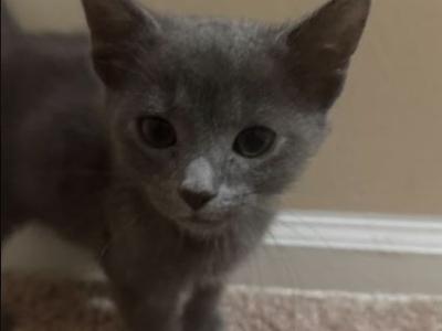 Kitty Russian Blues - Russian Blue - Gallery Photo #1