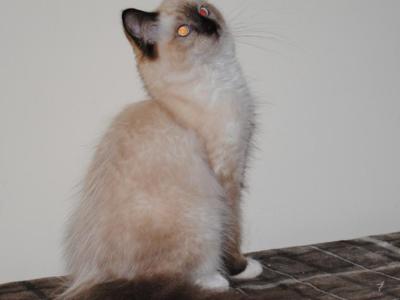 Parker - Ragdoll - Gallery Photo #1