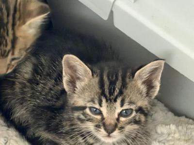 Kitten - Bengal - Gallery Photo #1