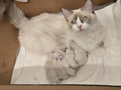 Baby Ragdolls - Ragdoll - Gallery Photo #1