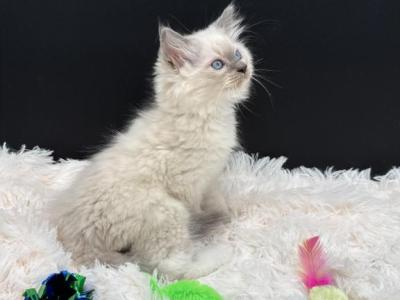 Blue Point - Ragdoll - Gallery Photo #1