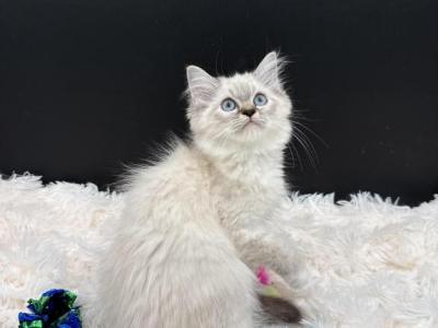 Lynx Point - Ragdoll - Gallery Photo #1