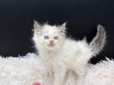 Blue Bicolor - Ragdoll - Gallery Photo #1