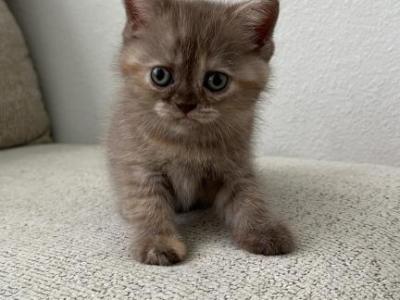 Bunny - Scottish Fold - Gallery Photo #1