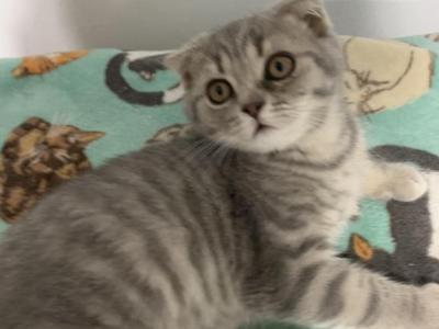 Buddy - Scottish Fold - Gallery Photo #1