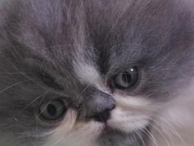 Koky - Persian - Gallery Photo #1