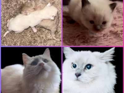 Kats Ravishing Ragdolls Litters - Ragdoll - Gallery Photo #1