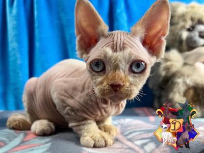 Uno - Devon Rex - Gallery Photo #1