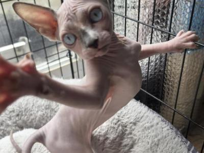 Sookie - Sphynx - Gallery Photo #1