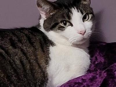 Jerry - Domestic - Gallery Photo #1