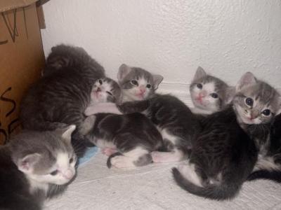 Tabby Tuxedo Litter - Domestic - Gallery Photo #1