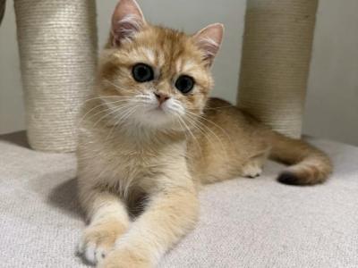 Archie - British Shorthair - Gallery Photo #1