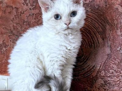 Lowe - Selkirk Rex - Gallery Photo #1