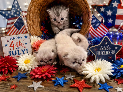 Purr Babies Fairyland - Persian - Gallery Photo #1