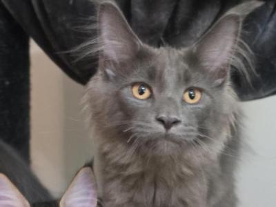 Lil Boy Blue - Maine Coon - Gallery Photo #1